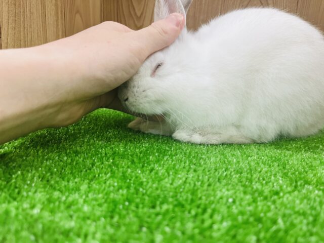 ネザーランドドワーフ