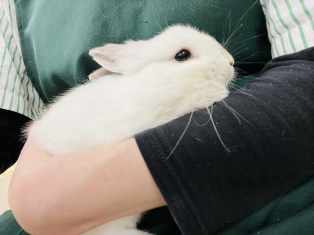 ネザーランドドワーフ