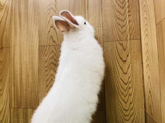 ネザーランドドワーフ