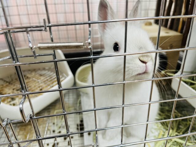 ネザーランドドワーフ