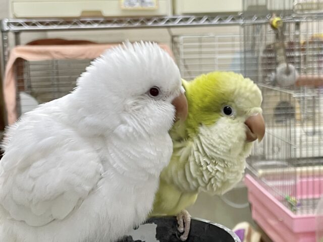 オキナインコ