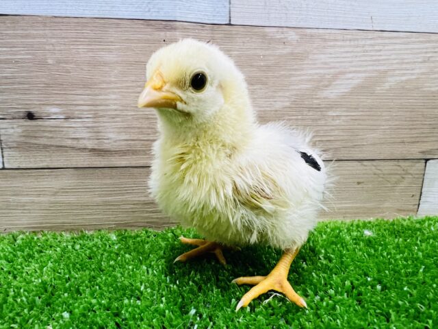 碁石チャボ（ゴイシチャボ）