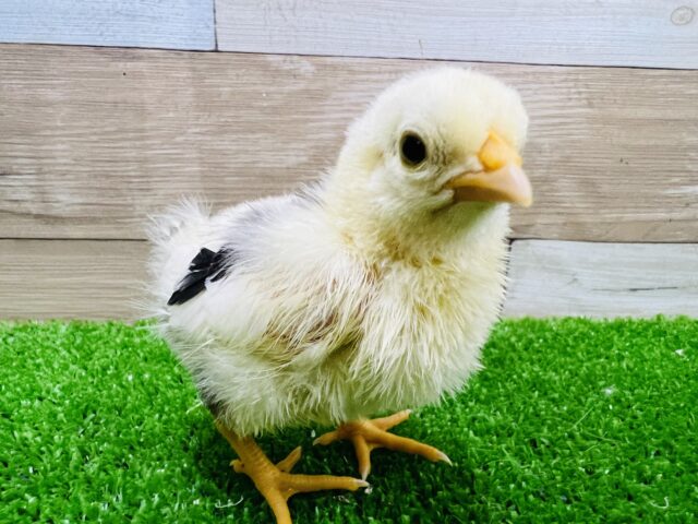 碁石チャボ（ゴイシチャボ）