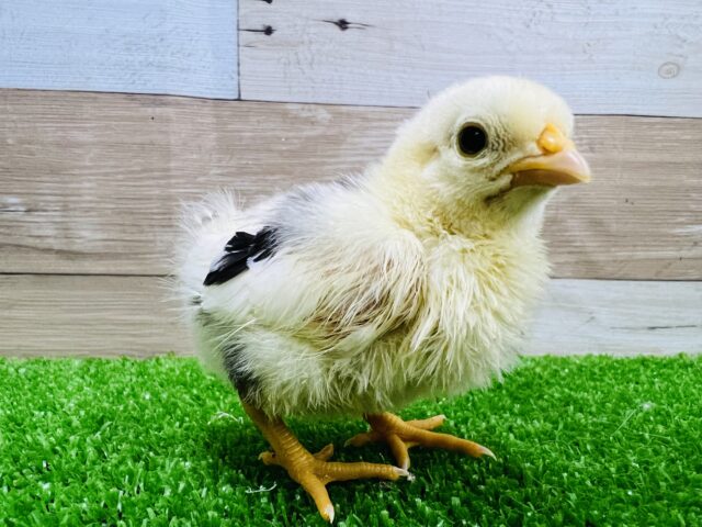 碁石チャボ（ゴイシチャボ）