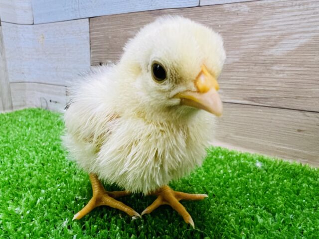 碁石チャボ（ゴイシチャボ）