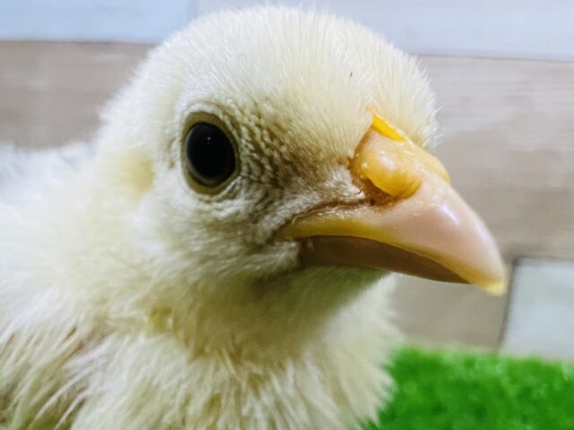 碁石チャボ（ゴイシチャボ）