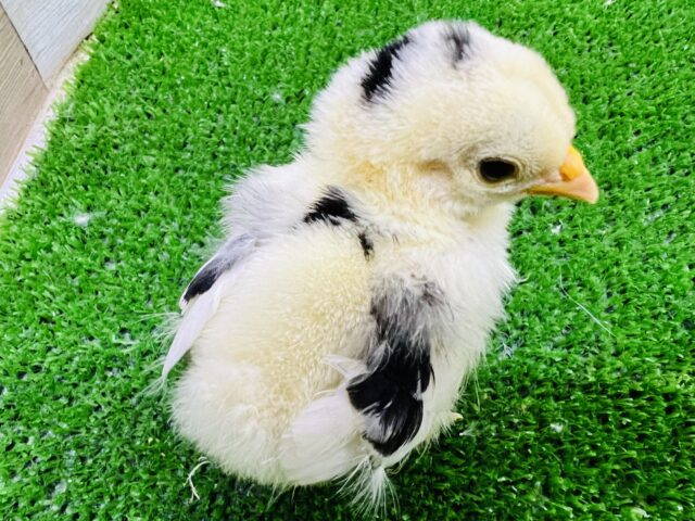 碁石チャボ（ゴイシチャボ）