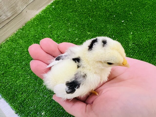 碁石チャボ（ゴイシチャボ）