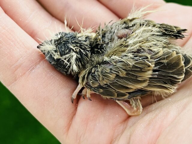 錦花鳥（キンカチョウ）