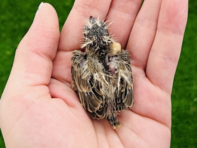 錦花鳥（キンカチョウ）