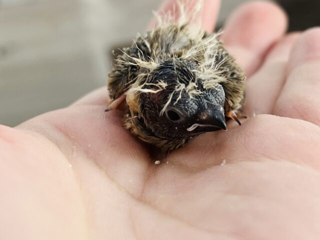 錦花鳥（キンカチョウ）