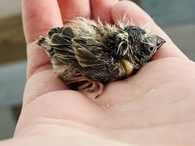 錦花鳥（キンカチョウ）