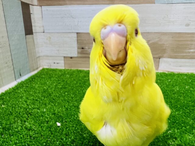 ジャンボセキセイインコ