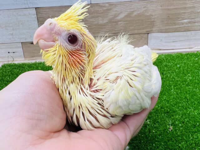 オカメインコ
