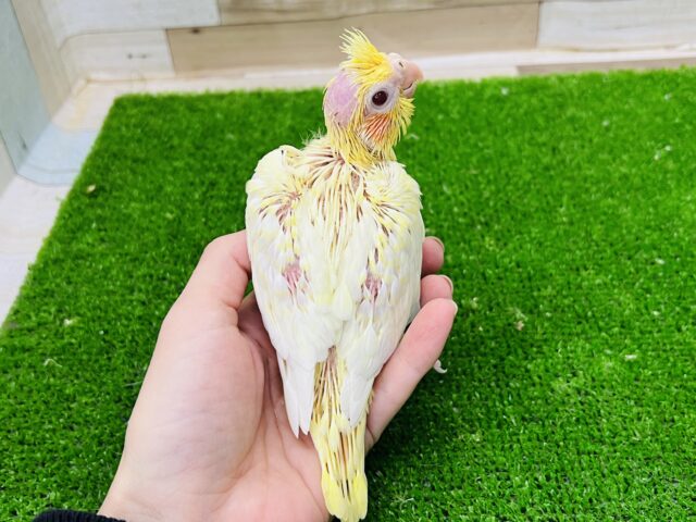オカメインコ