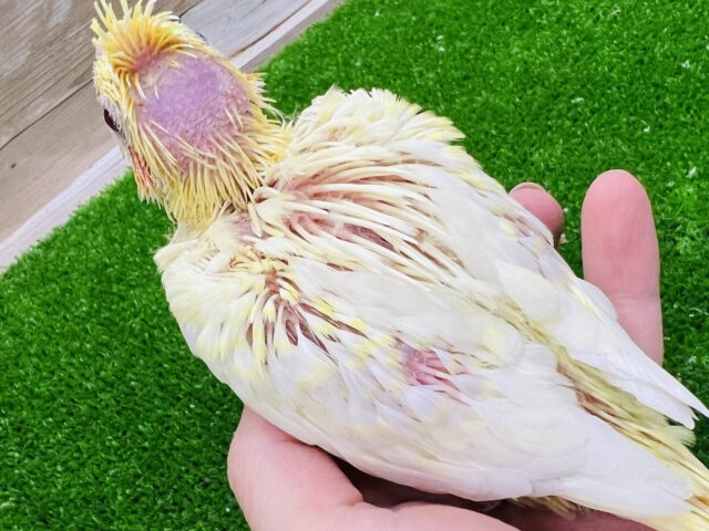 オカメインコ