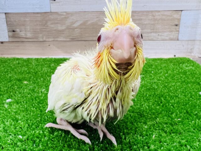 オカメインコ