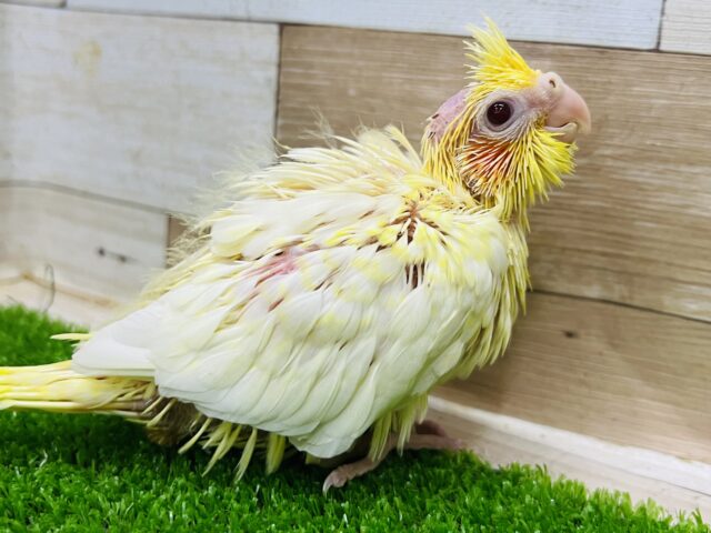 オカメインコ