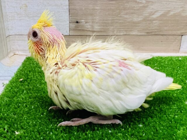 オカメインコ