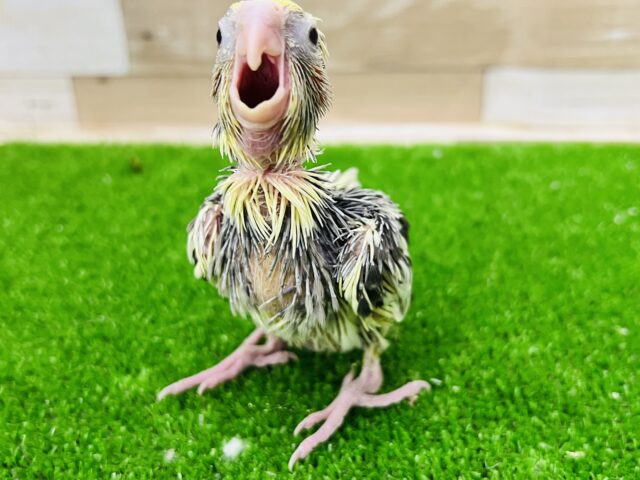 オカメインコ