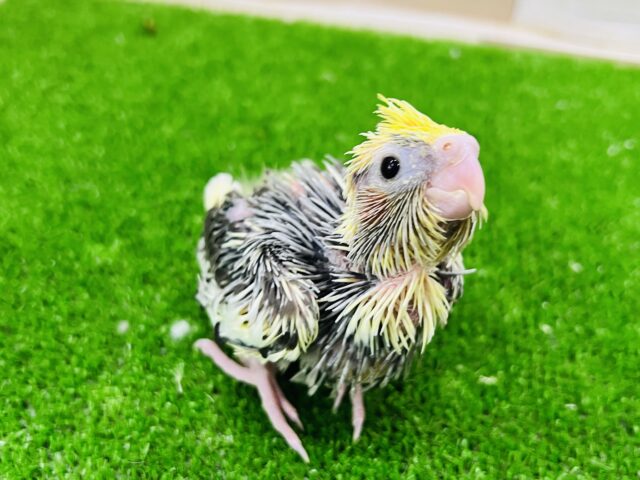 オカメインコ
