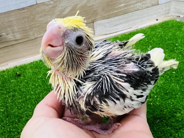 オカメインコ