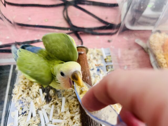 コザクラインコ（小桜インコ）