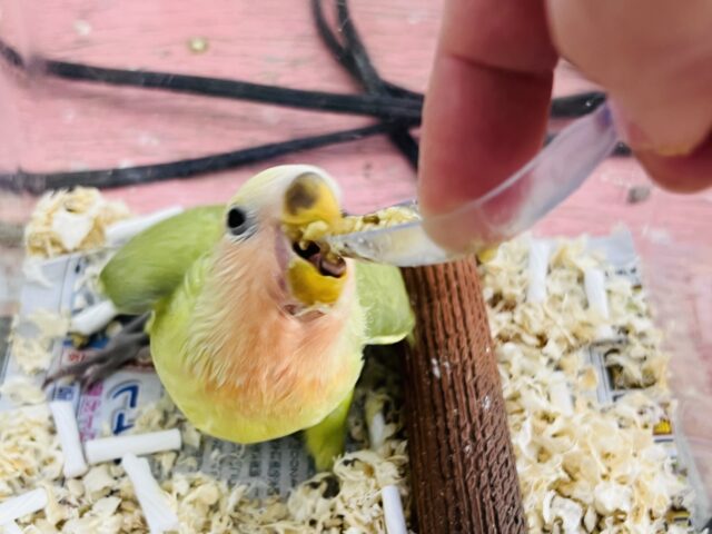 コザクラインコ（小桜インコ）