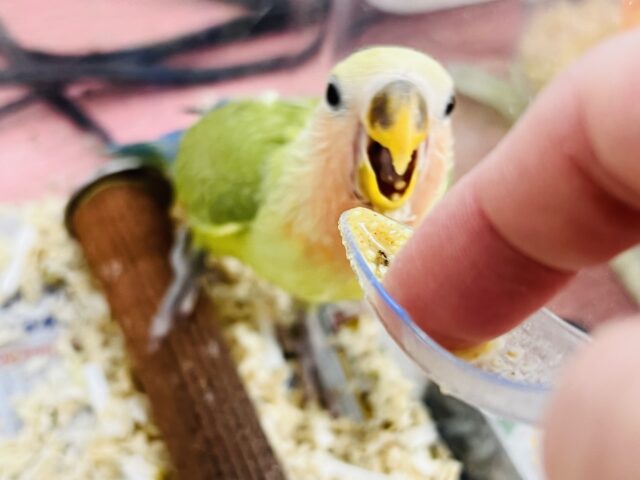 コザクラインコ（小桜インコ）