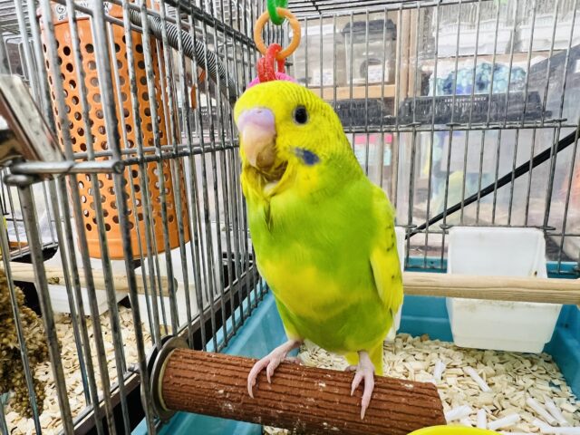 セキセイインコ
