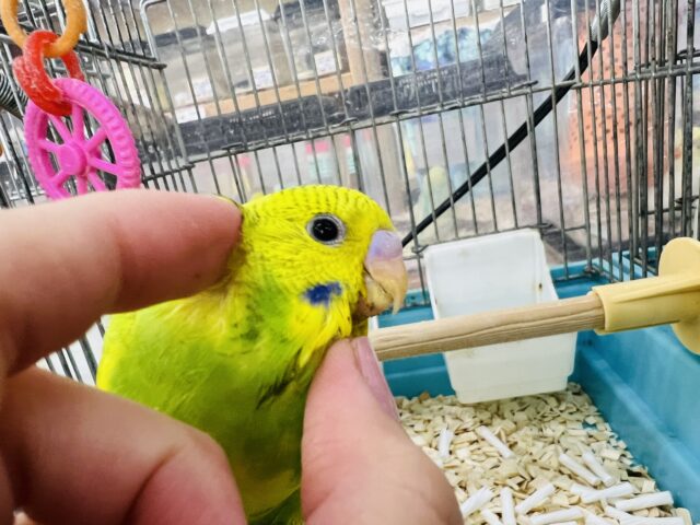 セキセイインコ