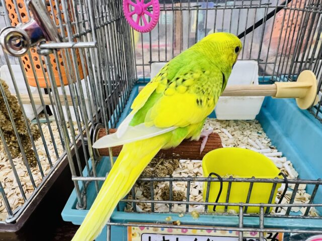 セキセイインコ