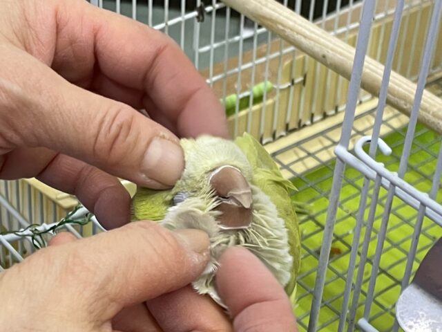 オキナインコ