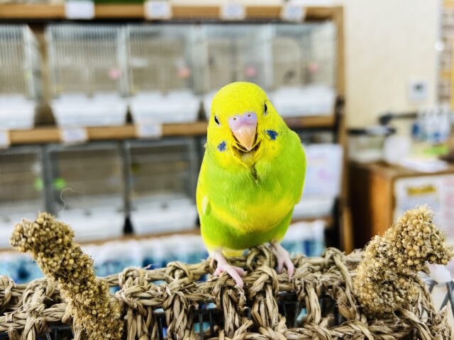セキセイインコ
