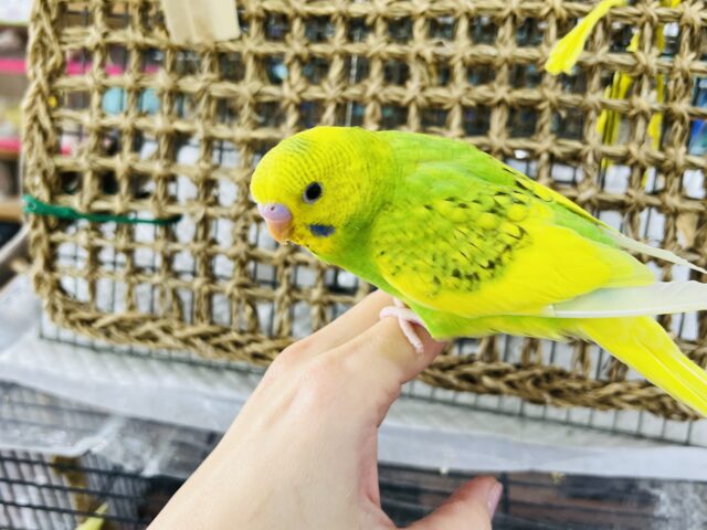 セキセイインコ