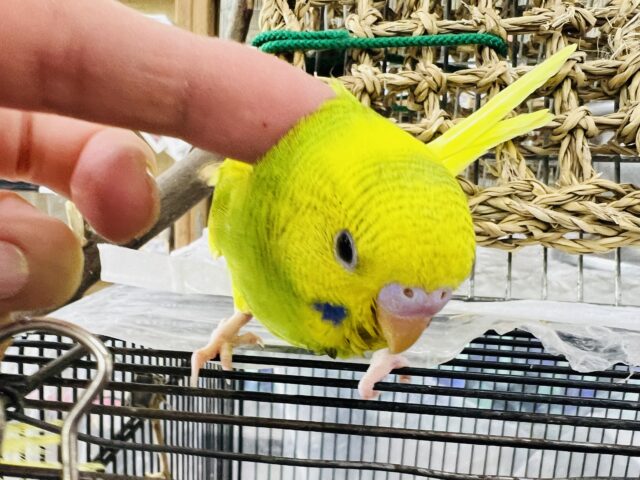 セキセイインコ