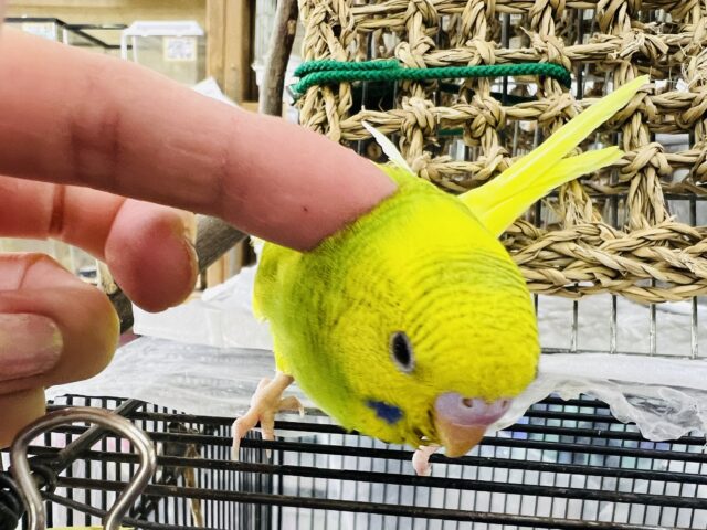 セキセイインコ