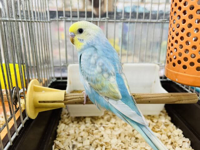 セキセイインコ