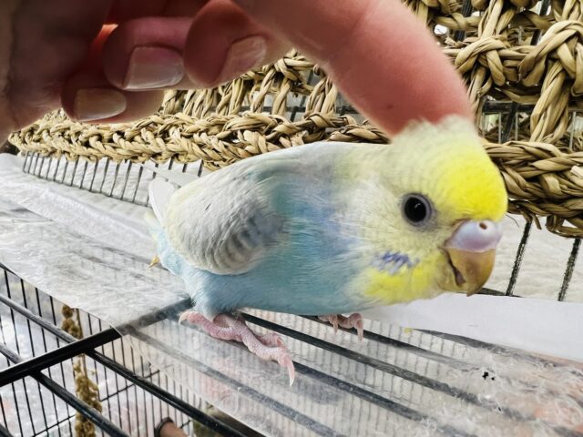 セキセイインコ