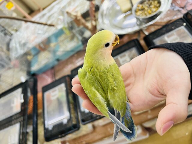 コザクラインコ（小桜インコ）
