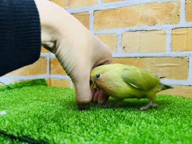 コザクラインコ（小桜インコ）