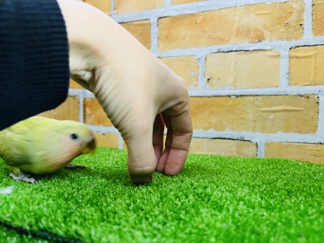 コザクラインコ（小桜インコ）