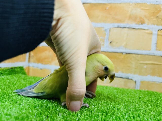 コザクラインコ（小桜インコ）