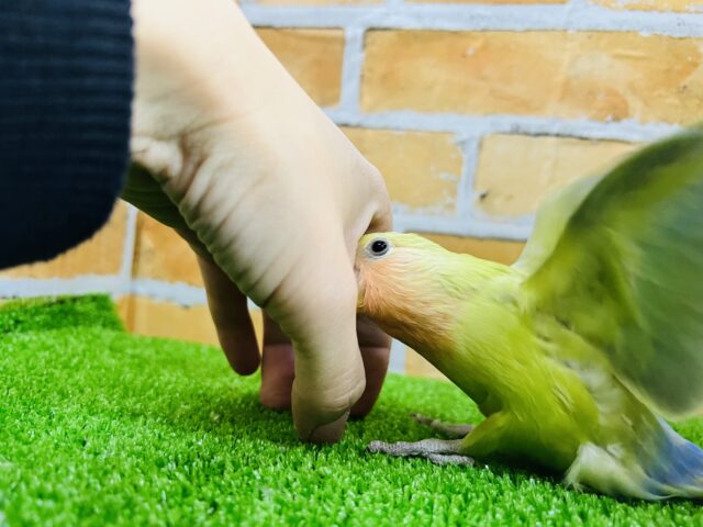コザクラインコ（小桜インコ）