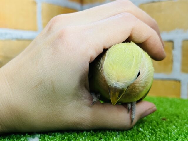 コザクラインコ（小桜インコ）
