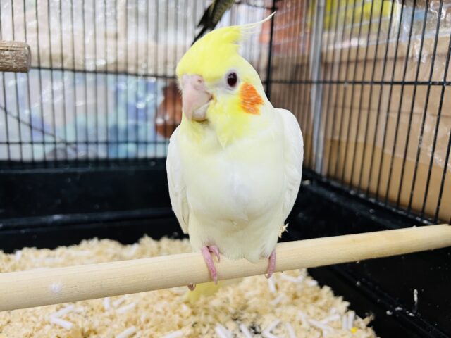 オカメインコ