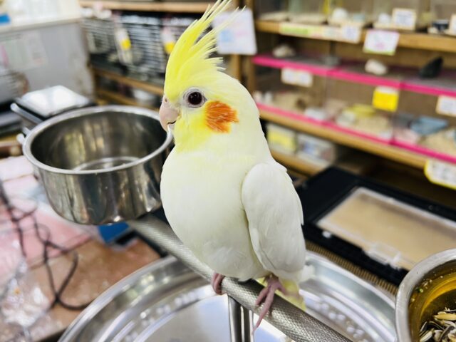 オカメインコ