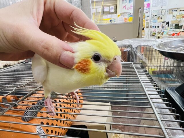 オカメインコ