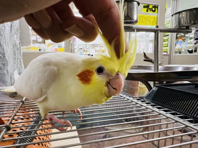オカメインコ