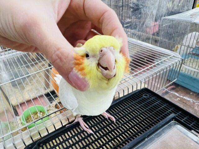オカメインコ